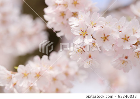 埃德·Higanzakura 埃德·Higanzakura 65240838