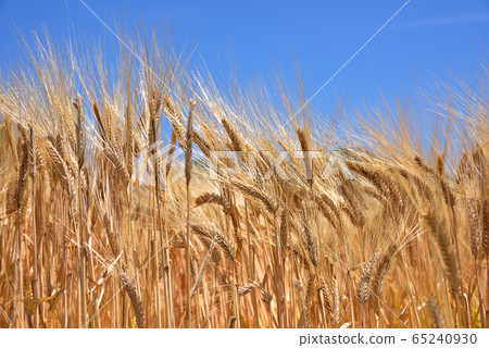 Barley autumn barley wheat field early summer image fruitful image Barley autumn barley wheat field early summer image fruitful image 65240930