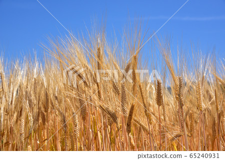 大麥秋季大麥麥田初夏圖像碩果累累 65240931