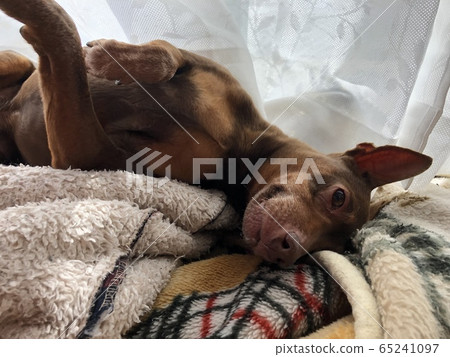 狗狗 65241097