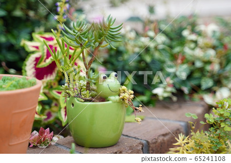 Frog in the garden Frog in the garden 65241108