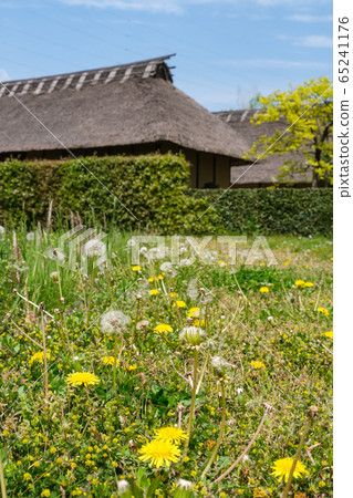 Thatched roof and dandelion 65241176