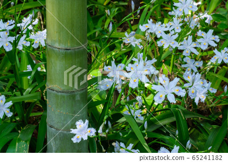 Petals of squatting 65241182