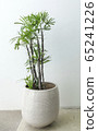 green plant in white modern pot 65241226