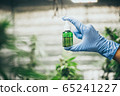 Commercial hemp farming in a greenhouse. 65241227