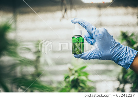 Commercial hemp farming in a greenhouse. 65241227