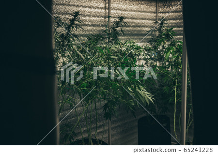 Commercial hemp farming in a greenhouse. 65241228
