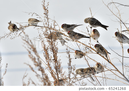 Flock of Benniwa 65241268