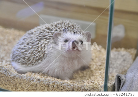Hedgehog 65241753