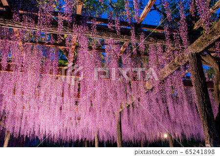 Aichi Prefecture Tsushima Fujitana Light Up 65241898