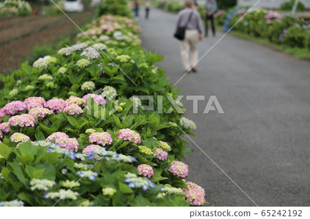 Hydrangea flower Hydrangea flower 65242192