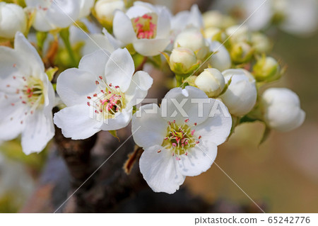 漂亮梨 漂亮梨 65242776