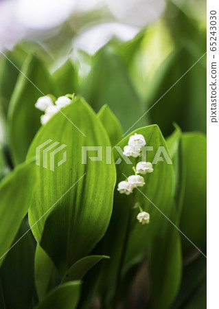 Plant Plant 65243030
