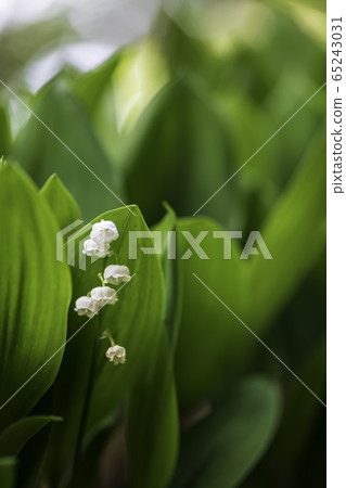 Plant Plant 65243031