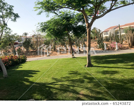 Beautiful park with tropical beautiful natural 65243872