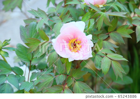 Peony flower 65243886