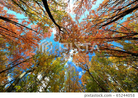 Beautiful autumn forest 65244058