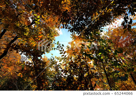 Beautiful autumn forest 65244066