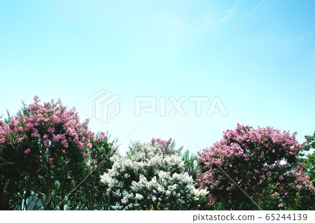 Crape myrtle Crape myrtle 65244139