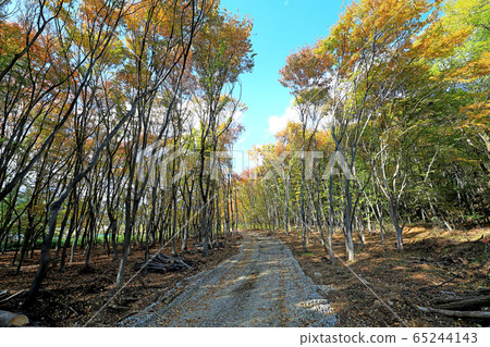 Beautiful autumn forest Beautiful autumn forest 65244143