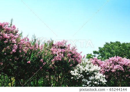 Crape myrtle Crape myrtle 65244144