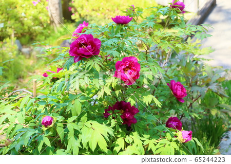 Peony flower 65244223