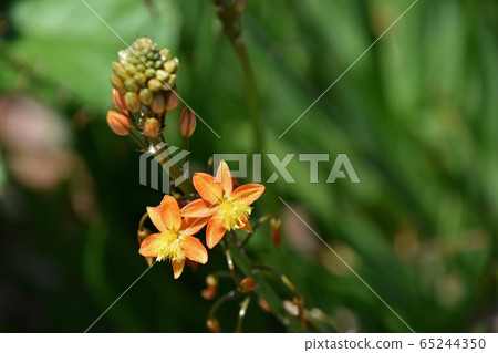 Flower aloe (Burbrine) 65244350