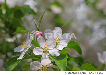 白蘋果花 白蘋果花 65244367