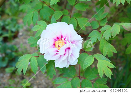 Peony flower 65244501