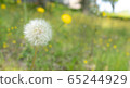 Dandelion 65244929