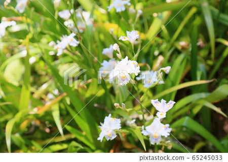 Flowers of Shaga Flowers of Shaga 65245033