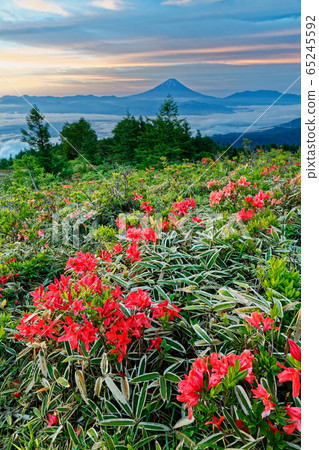 黎明時分 阿瑪麗 杜鵑花社區和富士山 照片素材 圖片 圖庫