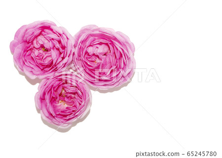 Three Light Pink Rose Flowers Isolated on White 65245780