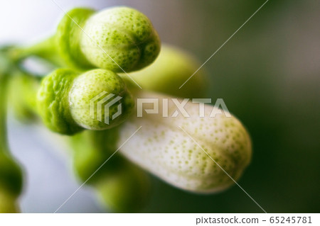 Close up view of several tiny lemons. Closed Close up view of several tiny lemons. Closed 65245781