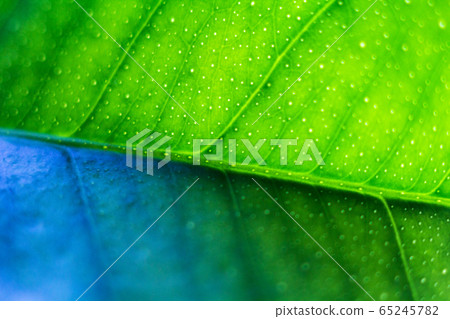 One green leaf of citrus-tree as a background. One green leaf of citrus-tree as a background. 65245782