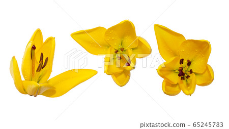 A blooming yellow lily with bud and leaf isolated A blooming yellow lily with bud and leaf isolated 65245783
