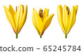 Beautiful blooming lily on a white background. 65245784