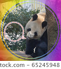 Panda 65245948