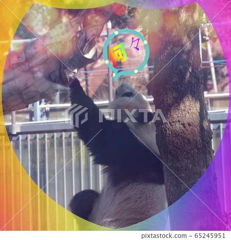 Panda Panda 65245951
