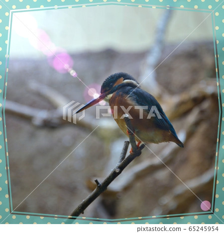 翠鳥 翠鳥 65245954