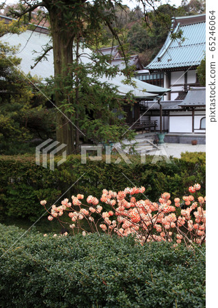 春天的鎌倉Kenchoji寺 65246064