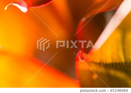 Cordyline 1 65246069