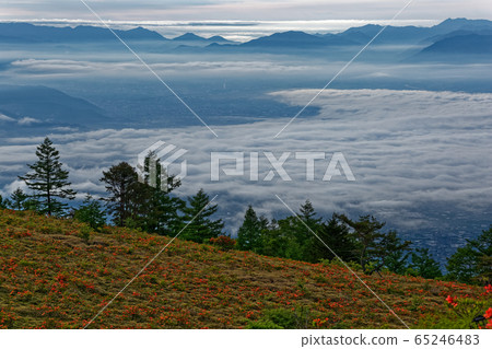 阿瑪麗山的菜杜鵑花群落和甲府盆地的雲海 阿瑪麗山的菜杜鵑花群落和甲府盆地的雲海 65246483