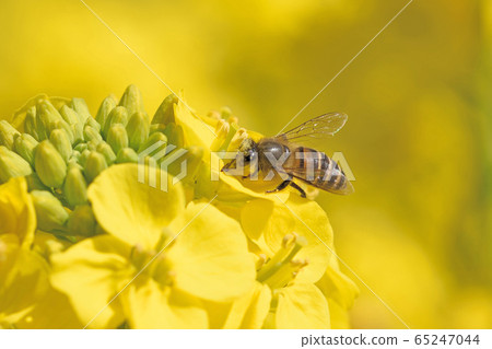 福藤的佐藤強姦 65247044