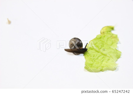 Snail: The epiflam of the shell was removed (upper left) Snail: The epiflam of the shell was removed (upper left) 65247242