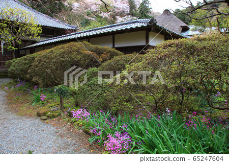 Kita-Kamakura Jochi-ji Temple in spring 65247604