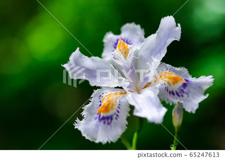 等到薩沙 65247613