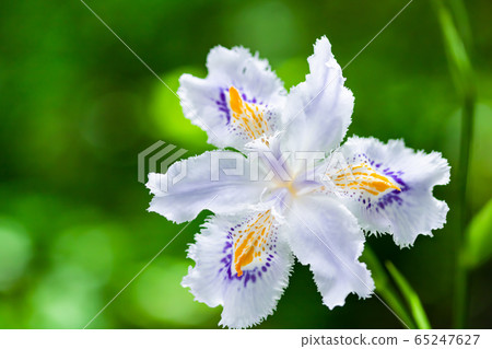 等到薩沙 65247627