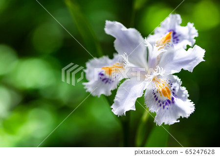 等到薩沙 65247628