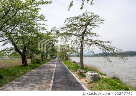 Gyeongpoho lake trails 65247745